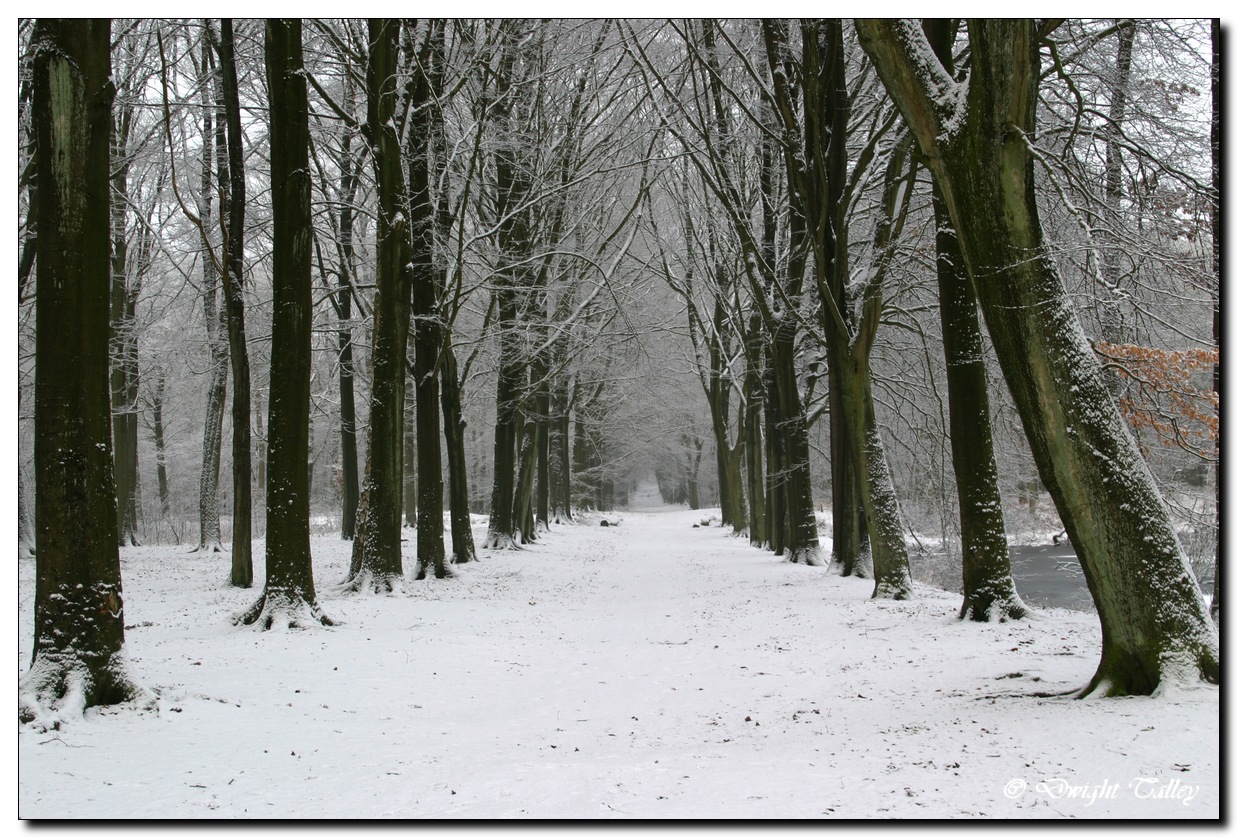 winter snow